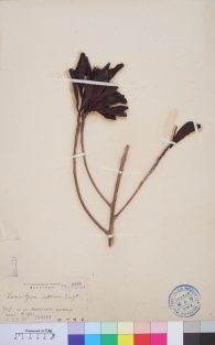 Specimen thumbnail